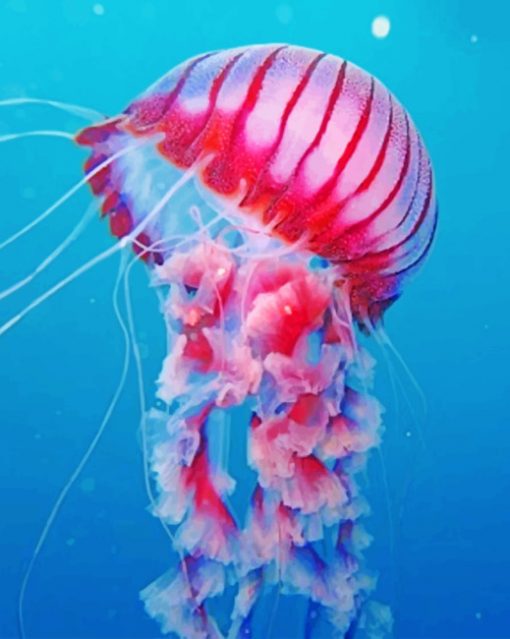 Pink Jellyfish Paint by numbers