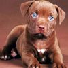 Pit Bull Puppy Paint by numbers