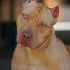 Red Nose Pit Bull Paint by numbers