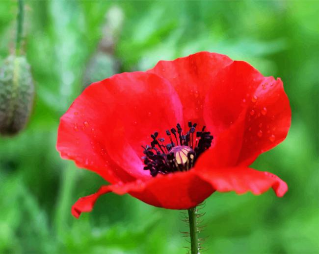 Red Poppy Flower - Paint By Numbers - Num Paint Kit