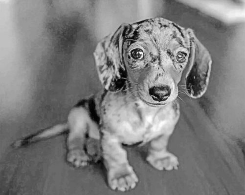 black and white sausage dog