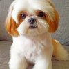 Shih Tzu Piant by numbers