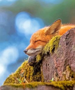 Sleepy Fox Paint by numbers