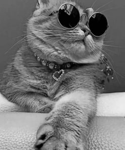 Tabby Cat With Sunglasses Paint by numbers