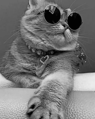 Tabby Cat With Sunglasses Paint by numbers