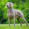 Weimaraner Piant by numbers