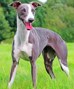Whippet Dog Paint by numbers