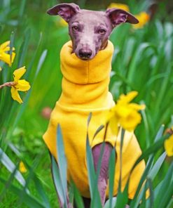 Whippet Dog Wearing Yellow paint by numbers