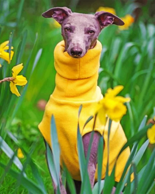 Whippet Dog Wearing Yellow paint by numbers