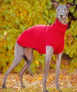 Whippet Dog Wearing Red paint by numbers