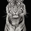 White Tiger Photography Paint by numbers