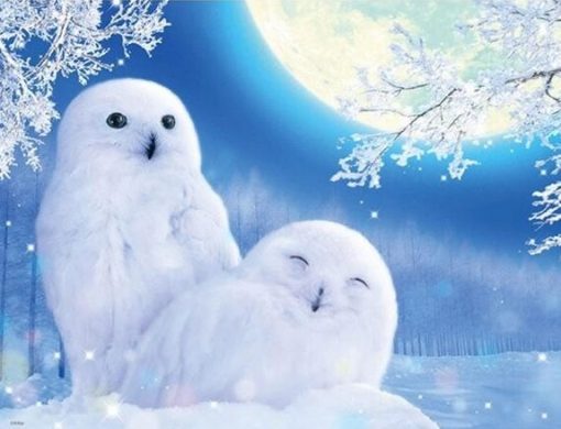 Winter Owl paint by numbers
