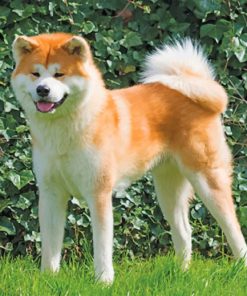 Akita Japanese Dog Paint by numbers