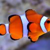 Aquarium Clown Fish Paint by numbers