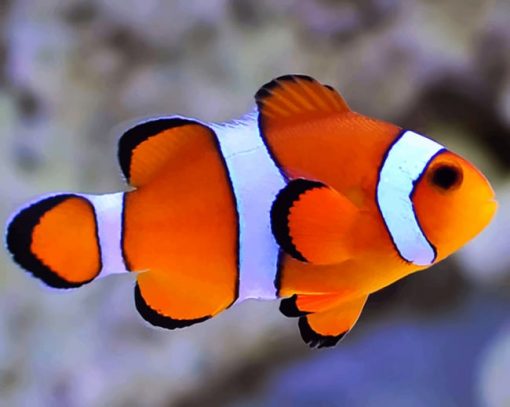 Aquarium Clown Fish Paint by numbers