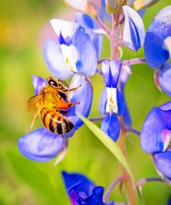Bee And Bluebonnet Paint by numbers
