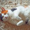 Calico Cat Paint by numbers