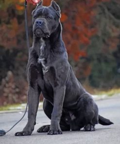 Cane Corso paint by numbers