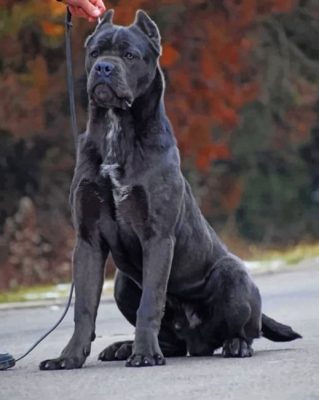 Cane Corso paint by numbers