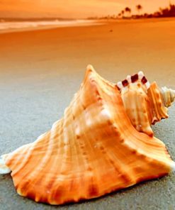 Conch Seashell paint by numbers