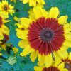 Coreopsis Tinctoria paint by numbers
