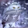 White Owl paint by numbers