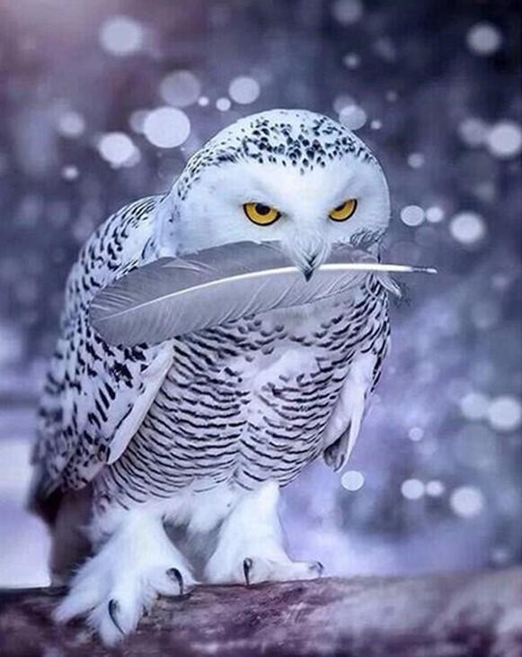 White Owl paint by numbers