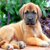 English Mastiff paint by numbers