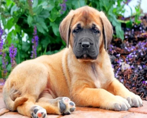 English Mastiff paint by numbers
