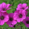 Armenian Cranesbill paint by numbers