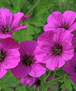 Armenian Cranesbill paint by numbers