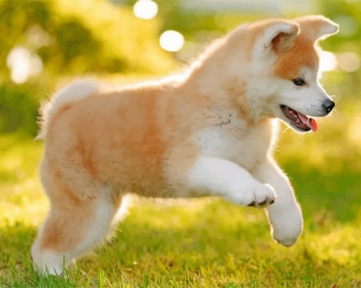 Japanese Akitainu Puppy Paint by numbers
