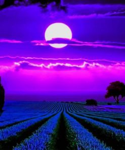 Lavender Fields Moonlight Piant by numbers