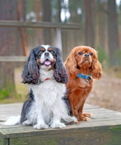 Male And Female Cavalier King Charles Paint by numbers