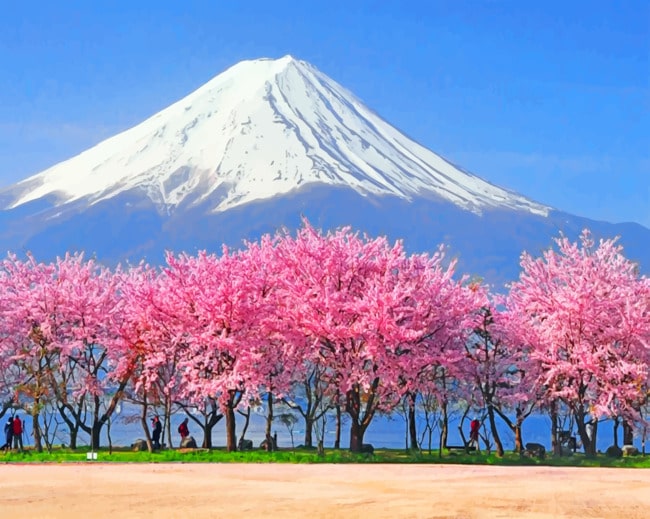 Mt Fuji Cherry Blossoms Paint by numbers