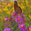 New England Aster Wild Flowers Paint by numbers