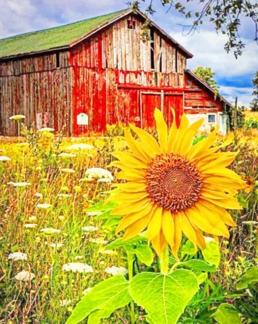 Old Barn And Sunflowers Paint by numbers