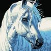 White Horse Portrait Paint by numbers