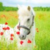 White Horse Flowers Field paint by numbers