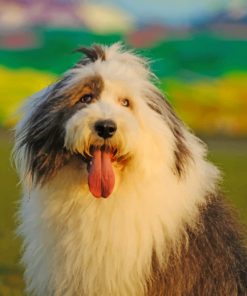Adorable Old English Sheepdog paint by numbers