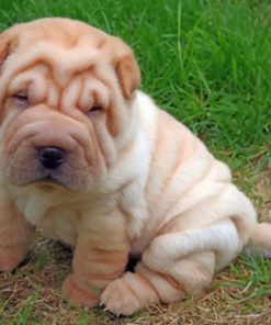 Adorable Shar Pei Paint by numbers
