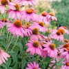 Aesthetic Coneflower Piant by numbers