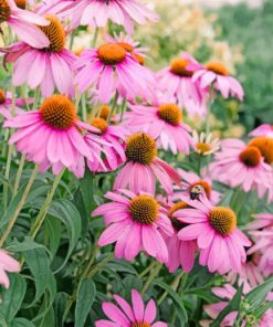 Aesthetic Coneflower Piant by numbers