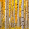 Aesthetic Aspen Trees paint by numbers