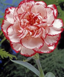 Striped Carnation Paint by numbers