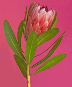 Aesthetic Pretty Protea paint by numbers