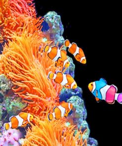 Aquarium Clownfish paint by numbers