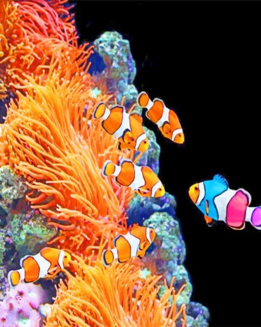 Aquarium Clownfish paint by numbers