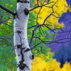 Aspen Tree paint by numbers