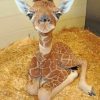 Baby Giraffe paint by nummbers